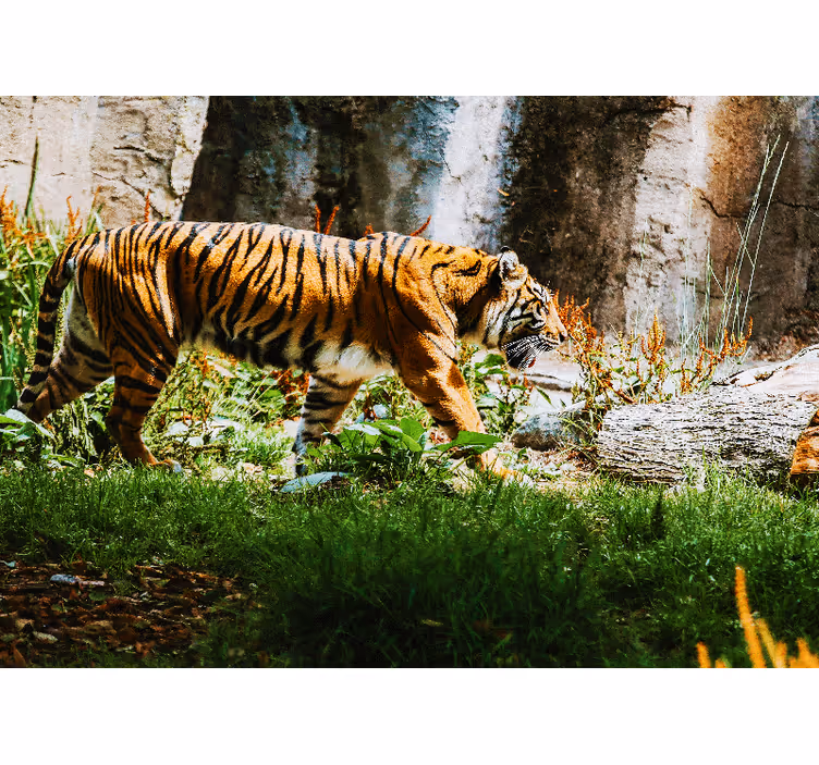 Tiger i djungeln vardagsrum fototapeta - Tenstickers