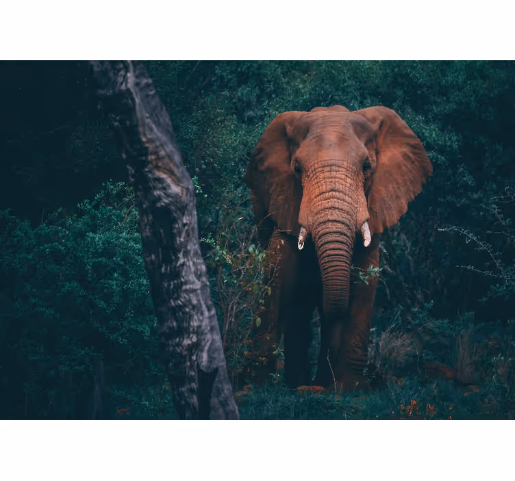 Fototapeter djur majestätisk elefant närvaro - Tenstickers