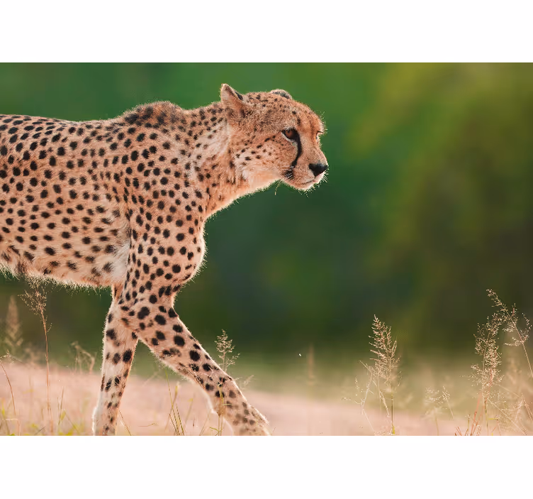 Fototapeter djur gepard i rörelse - Tenstickers