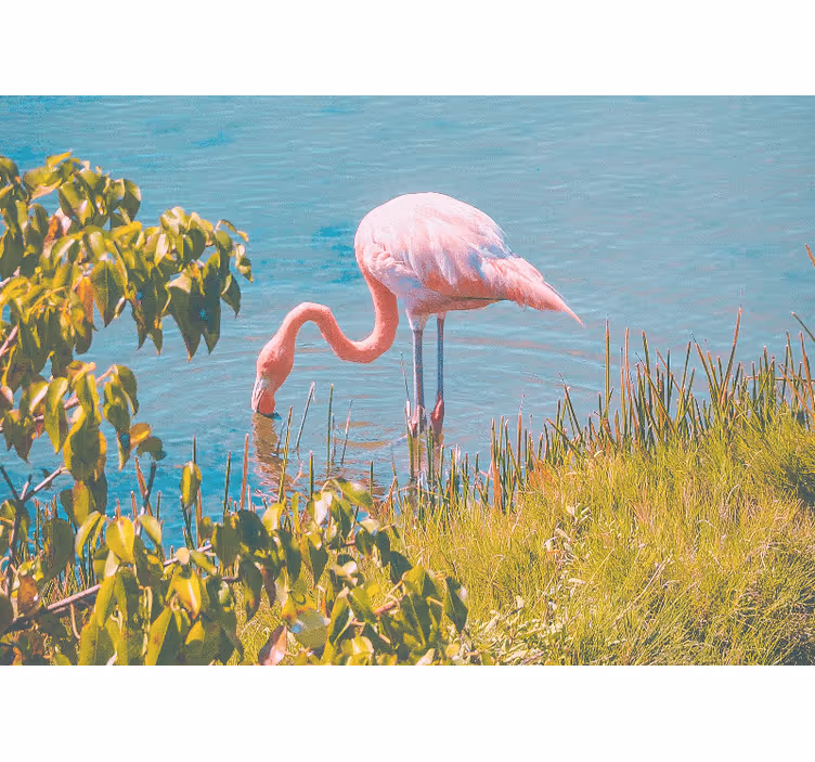 Rosa flamingo lugn Fototapeter djur - Tenstickers