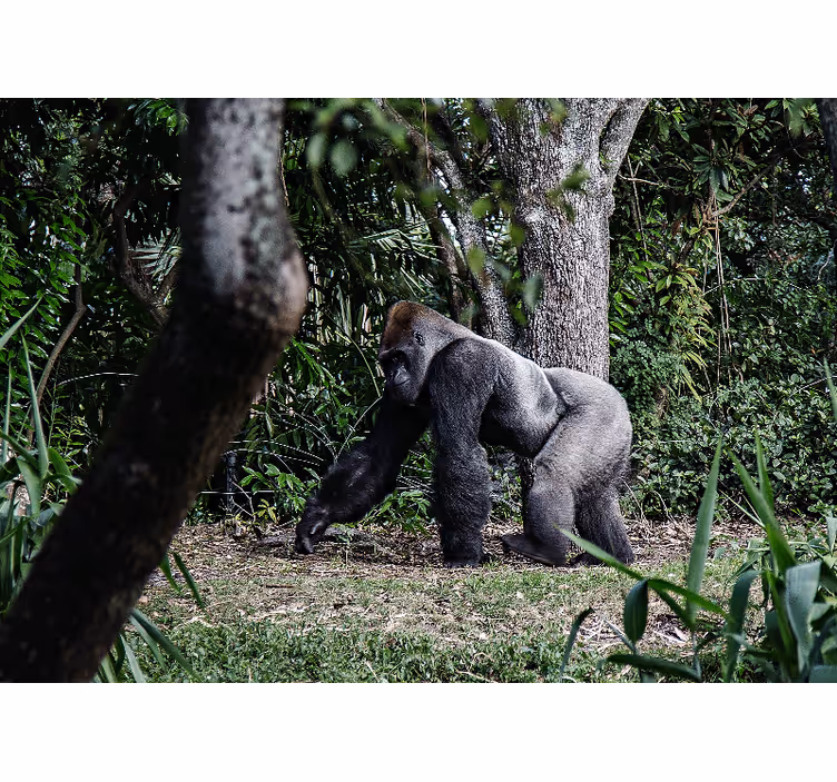Silversvart gorilla bredvid träd fototapet - Tenstickers