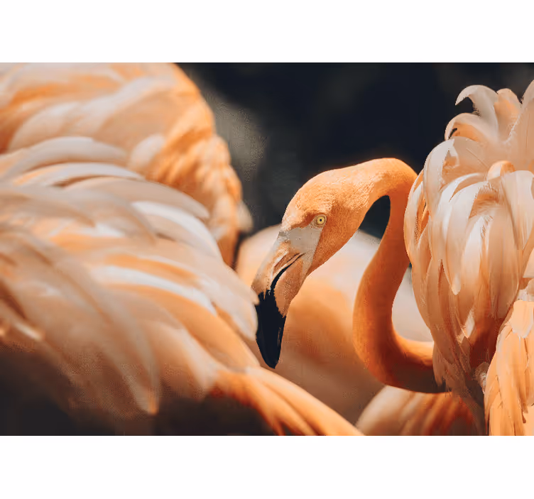 Fototapeter Övriga djur elegant flamingo scen - Tenstickers