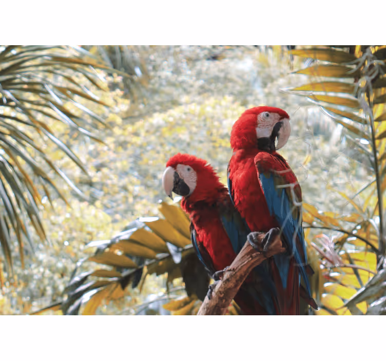 Fototapeter djur scarlet macaw par - Tenstickers