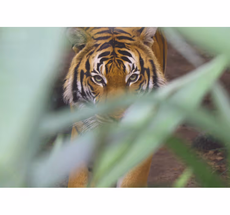 Tiger ansikte skog lämnar vardagsrum fototapeta - Tenstickers