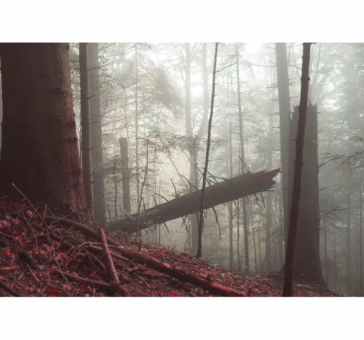 Pieniny dimmig skog natur fototapet - Tenstickers