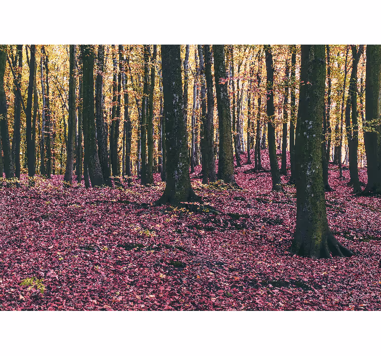 Fototapeter natur fridfull skogsscen - Tenstickers