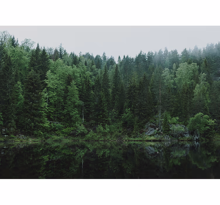 Fototapeter natur lugna skogsreflektioner - Tenstickers