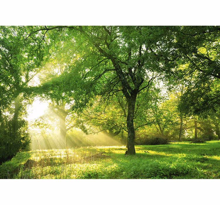 Fototapeter natur solbelyst grönskande scen - Tenstickers