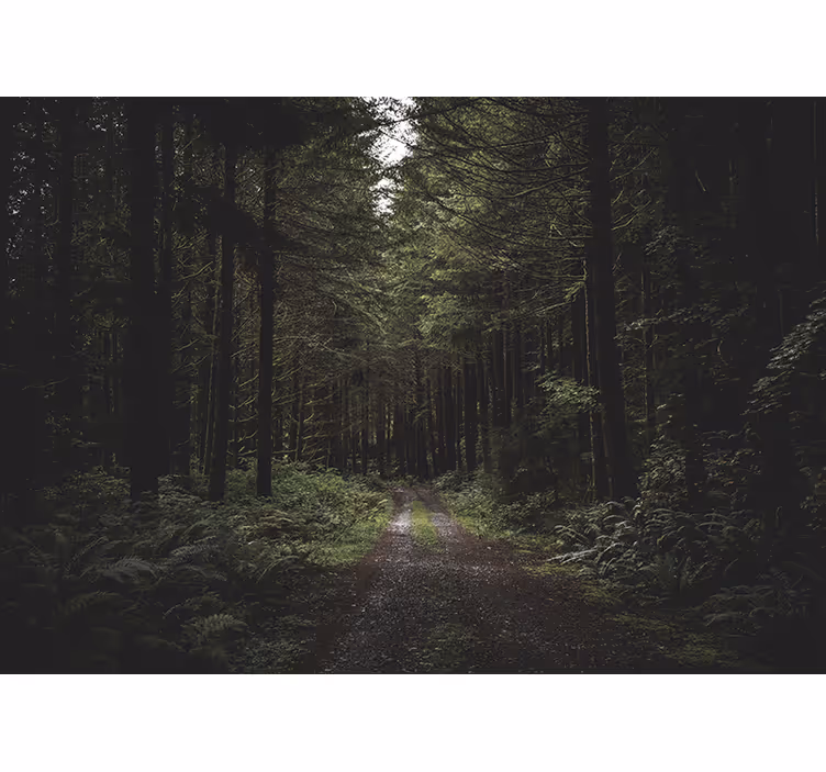 Gata genom en mörk skog fototapeta - Tenstickers