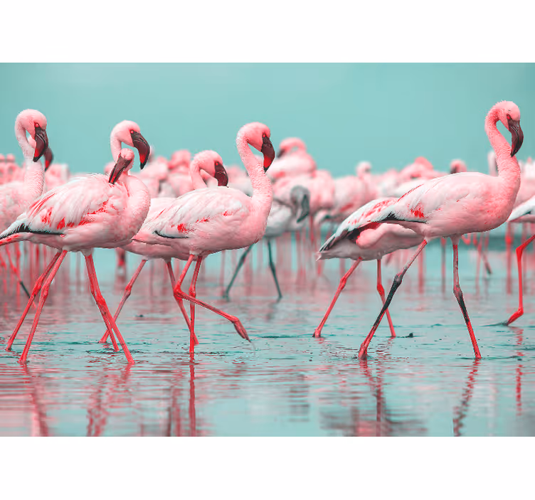 Fototapeter djur flamingoflocken promenad - Tenstickers