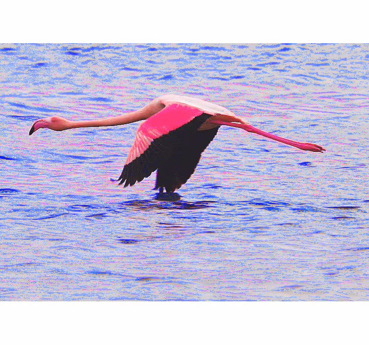 Flamingo under flygning Fototapeter Övriga djur - Tenstickers