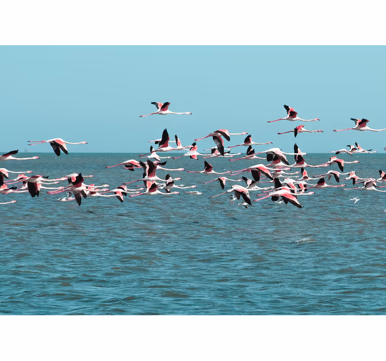 Fototapeter djur flamingos över vatten - Tenstickers