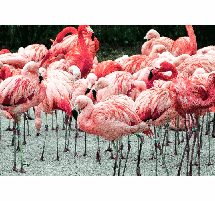 Fototapeter djur flamingo flock - Tenstickers