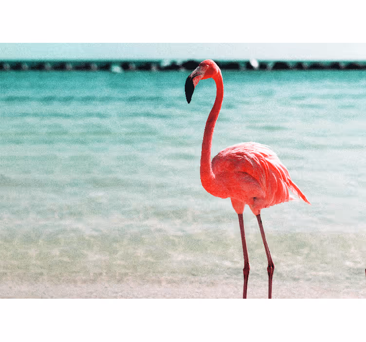 Söta flamingos på stranden fototapet - Tenstickers