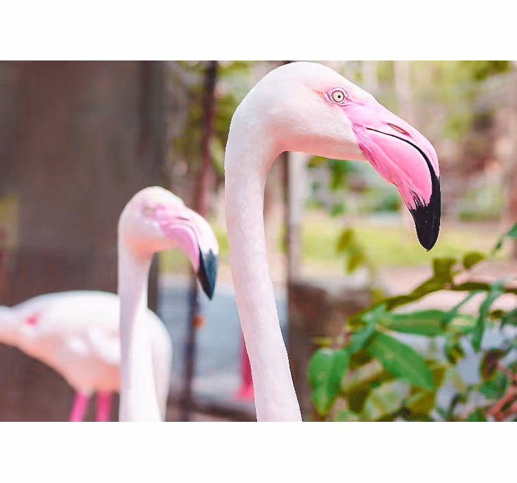 Fototapeter Övriga djur elegant flamingopar - Tenstickers