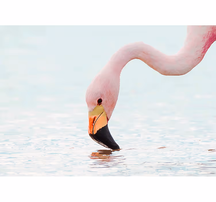 Rosa flamingo huvud design hall fototapeta - Tenstickers