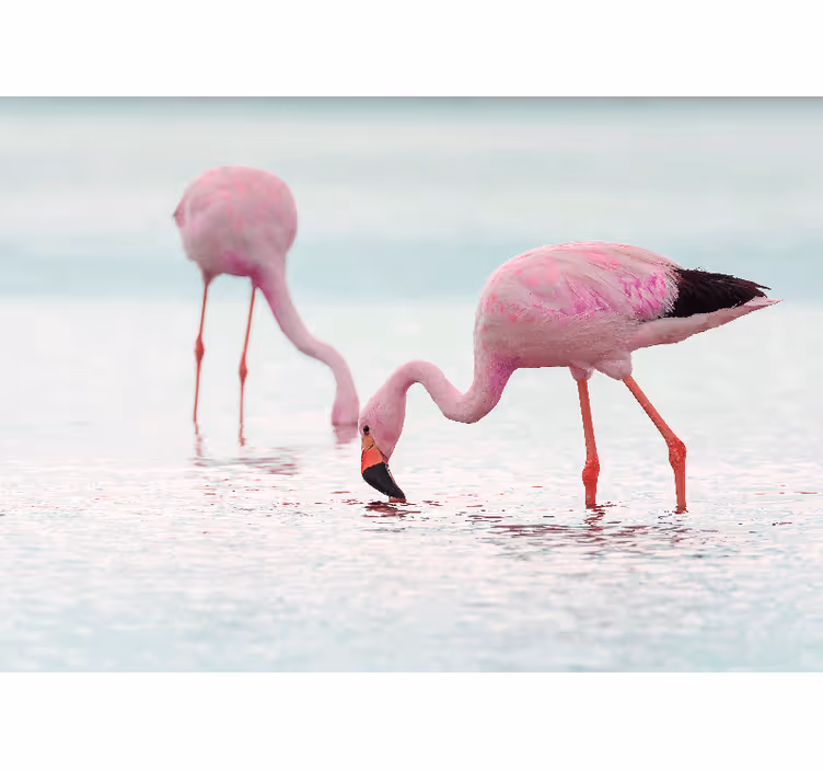 Vacker rosa flamingo i vatten hall fototapeta - Tenstickers