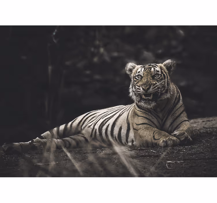 Fototapeter djur majestätisk tiger ställning - Tenstickers