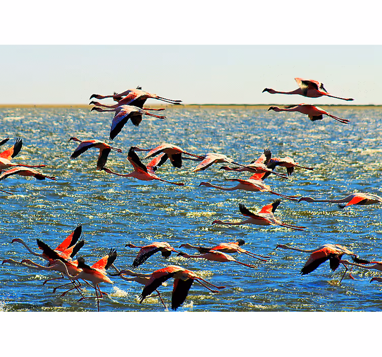Fototapeter djur flygande flamingor grupp - Tenstickers