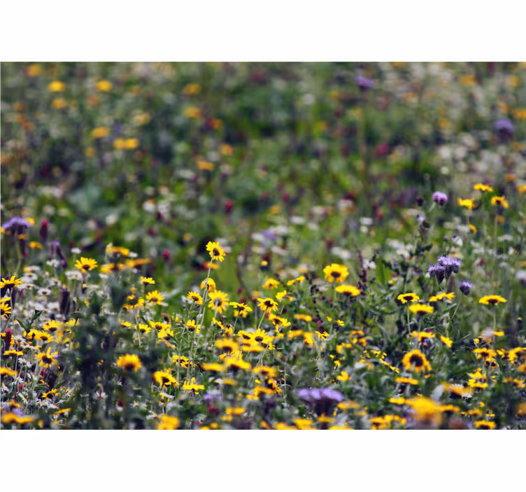 Fototapeter blommor soliga ängsblommor - Tenstickers