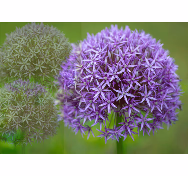Fototapeter vallmor lila blomsterarrangemang - Tenstickers