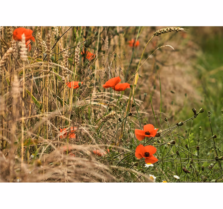 Fält av röda vallmo blomma fototapet - Tenstickers