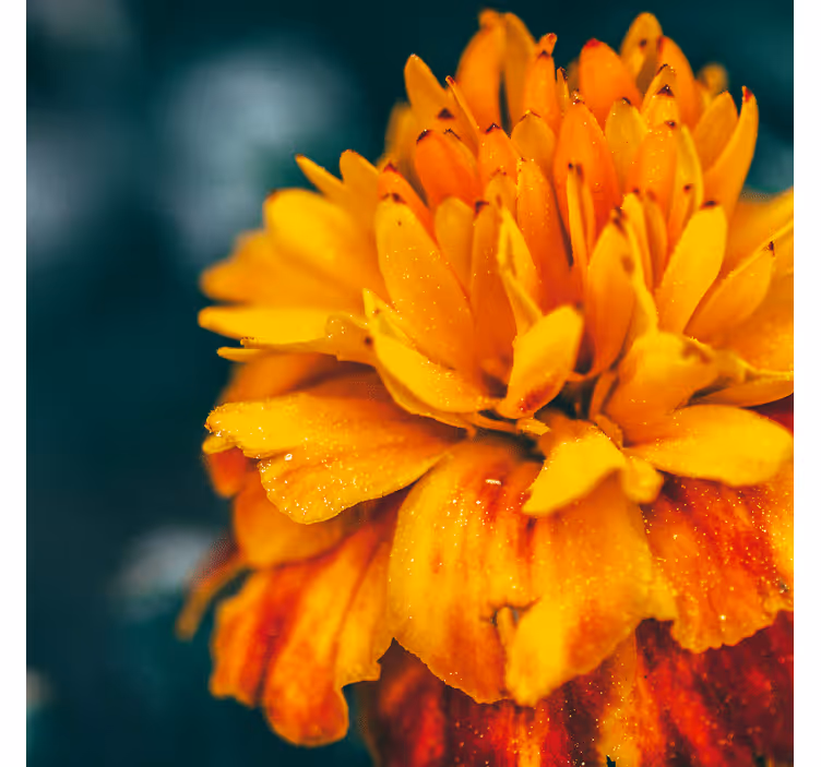 Fototapeter blommor närbild på orange blomma - Tenstickers