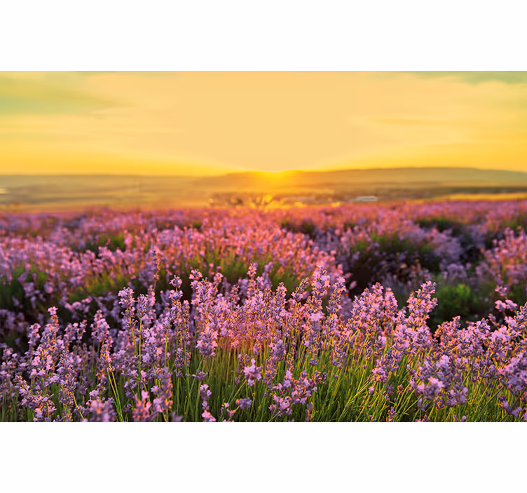 Fototapeter blommor lavendeläng dusk - Tenstickers