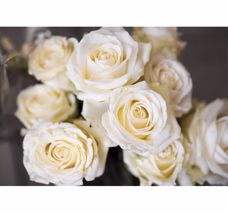 Fototapeter blommor eleganta vita rosor - Tenstickers