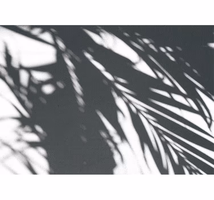 Fototapeter natur skuggiga palmönster - Tenstickers