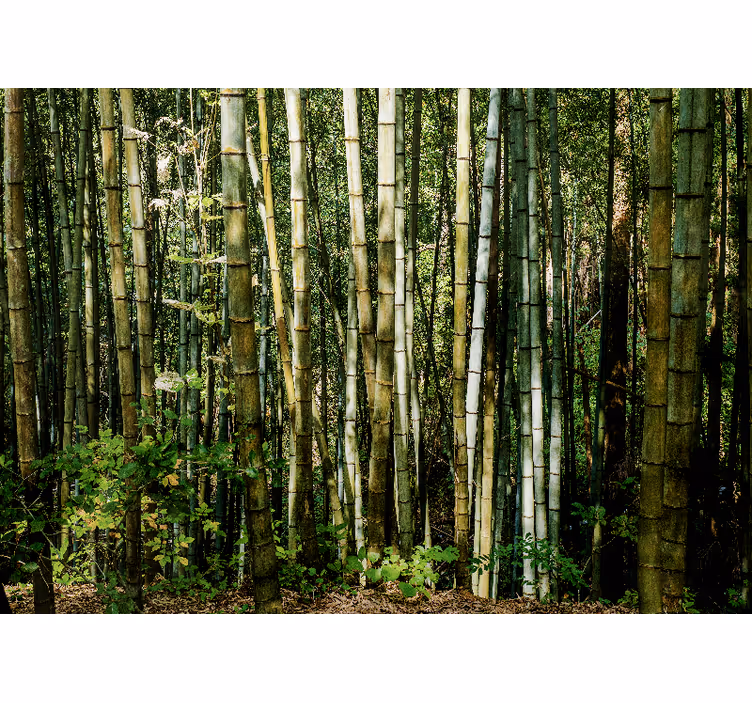 Fototapeter bambu bambu grove landskap - Tenstickers