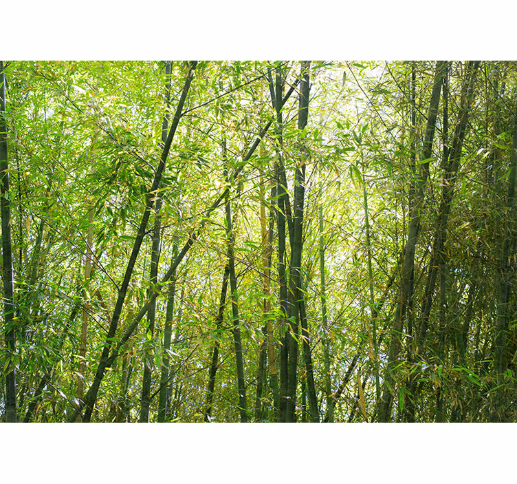 Fototapeter bambu livlig bambu grove - Tenstickers