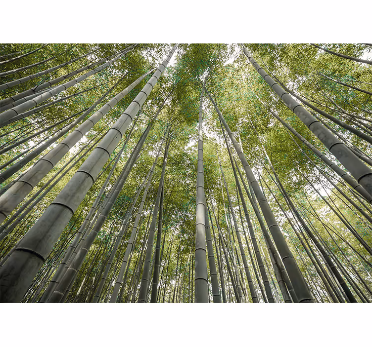 Fototapeter bambu hög bambu skog - Tenstickers