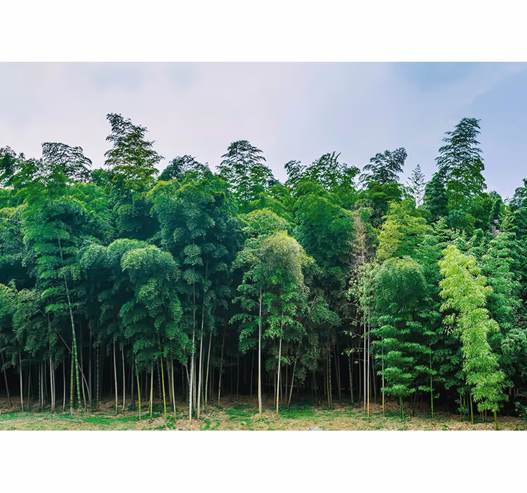 Fototapeter natur bambu skog landskap - Tenstickers