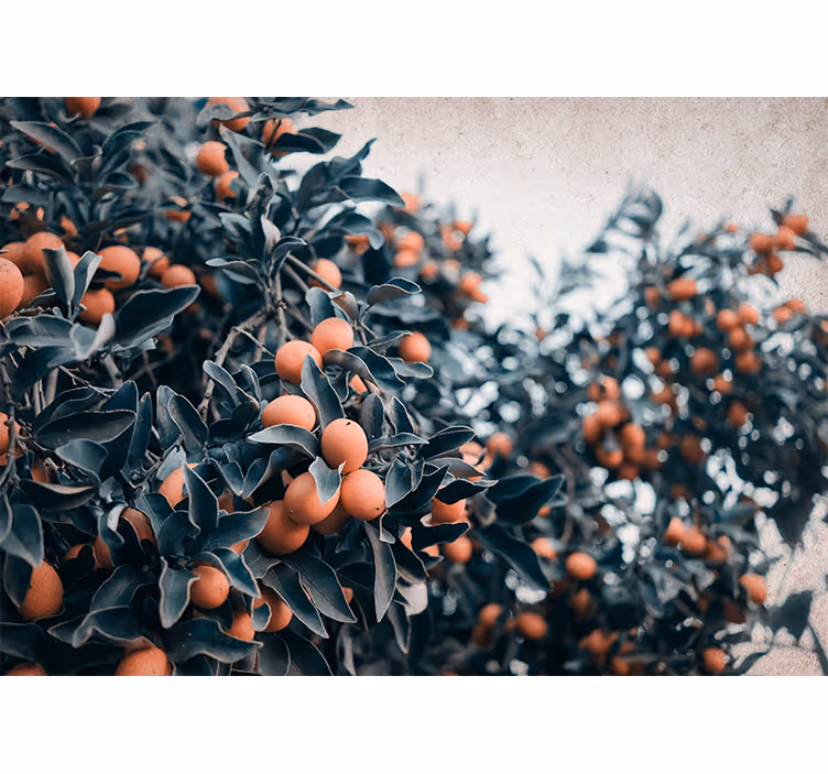 Fototapeter blommor citrusfruktgren - Tenstickers