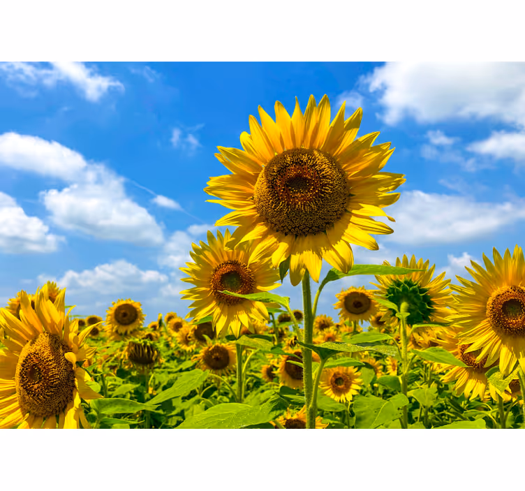 Fototapeter blommor solrosfält motiv - Tenstickers