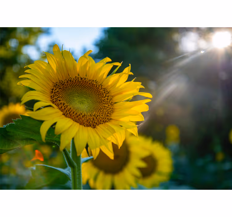 Fototapeter blommor solros blomstrande ljus - Tenstickers
