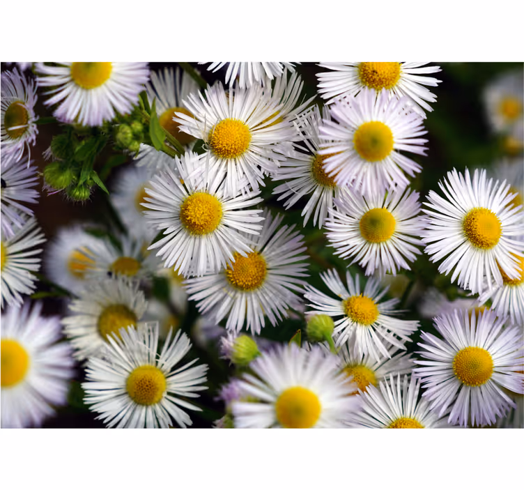 Fototapeter blommor charmiga vita margeriter - Tenstickers
