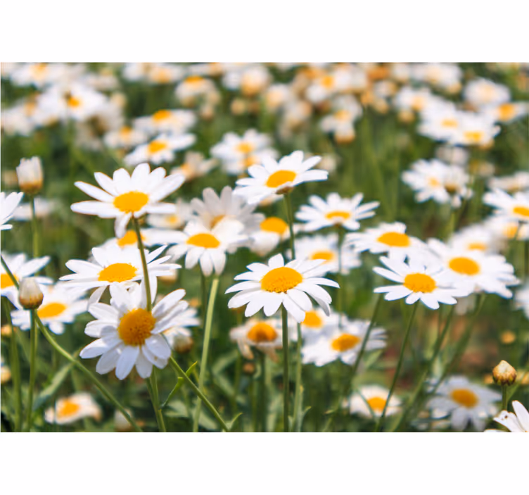 Fototapeter blommor prunkande margueriter - Tenstickers