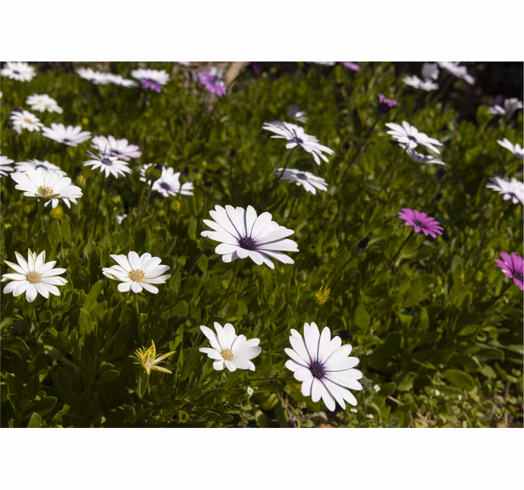 Fototapeter blommor prästkragar och grönt - Tenstickers