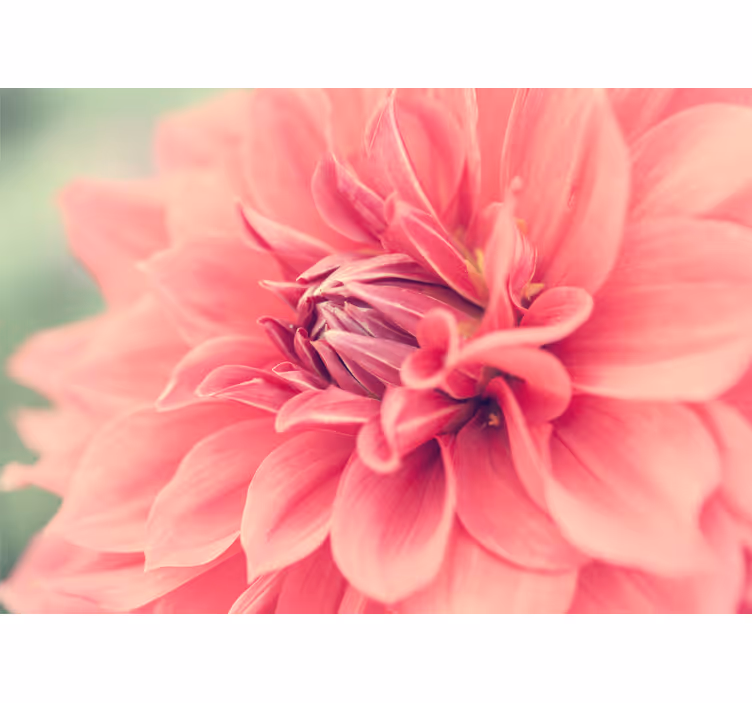 Fototapeter blommor livlig rosa blomma - Tenstickers