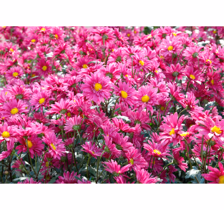 Fototapeter blommor rosa blomsterexplosion - Tenstickers