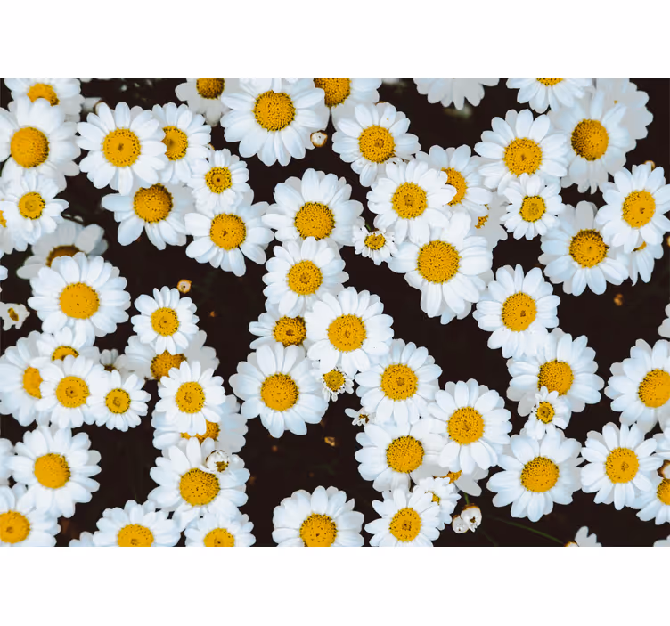Fototapeter blommor kamomillblommor mönster - Tenstickers