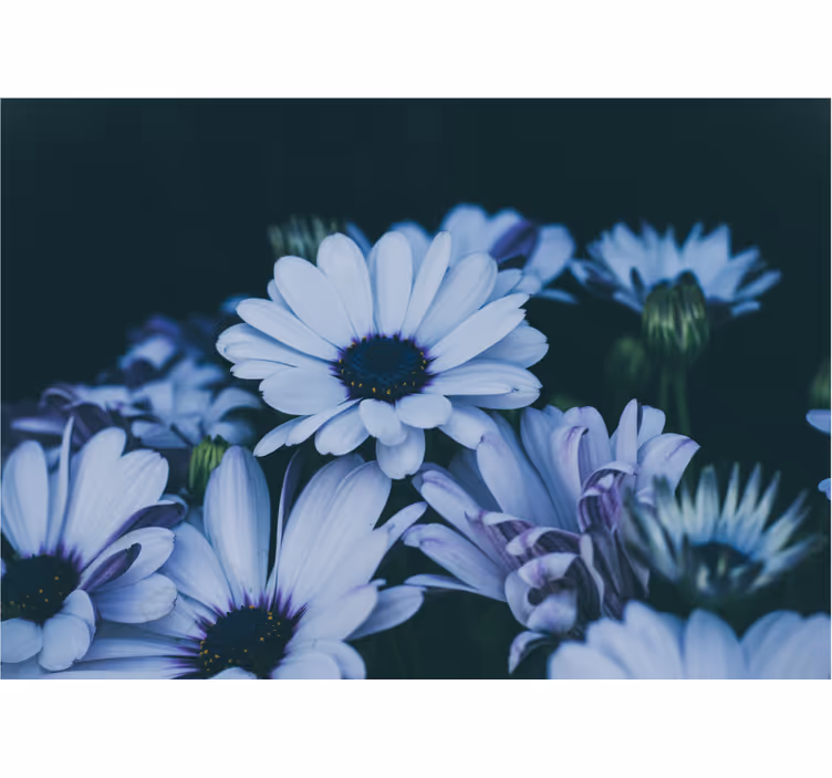 Fototapeter blommor lugnande blomsterarrangemang - Tenstickers