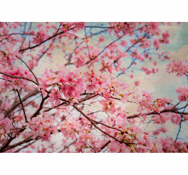 Fototapeter blommor sakura grenar - Tenstickers