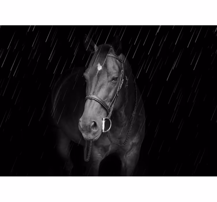 Fototapeter djur regal equine porträtt - Tenstickers