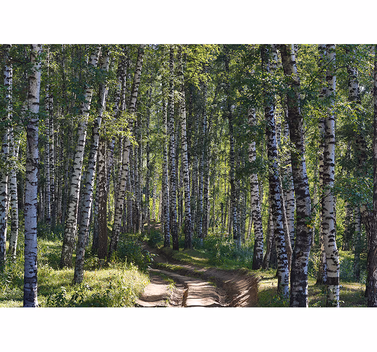 Fototapeter natur lugn björkskog - Tenstickers