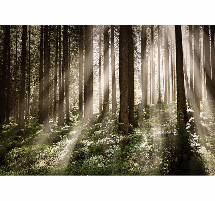 Höga träd med solen bakom fototapet - Tenstickers