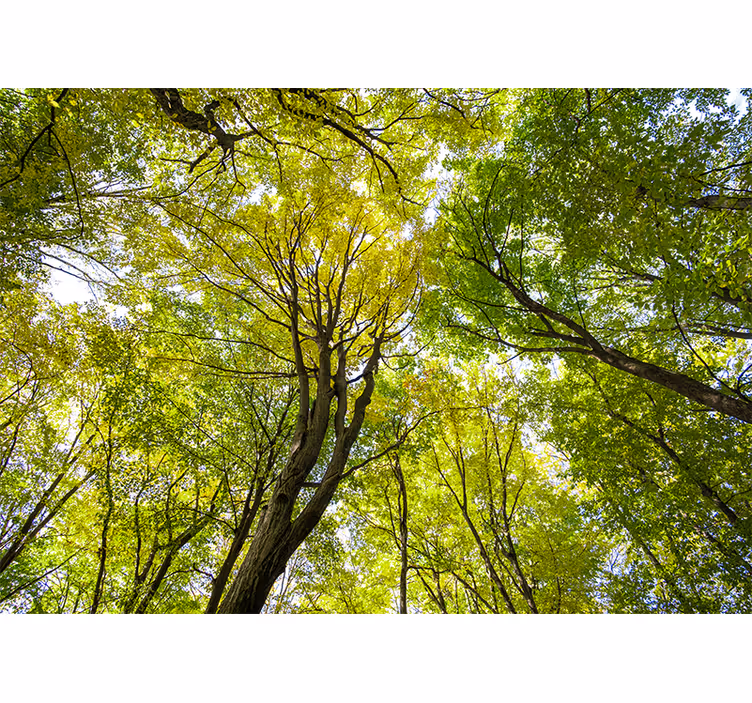 Fototapeter natur grönskande skogskrona - Tenstickers