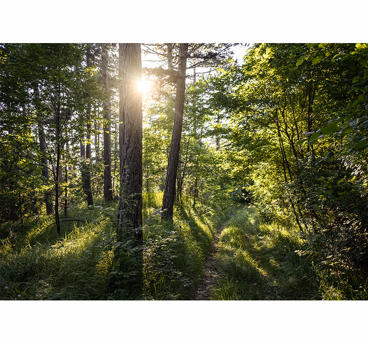 Solig dag i skogen skog fototapet - Tenstickers